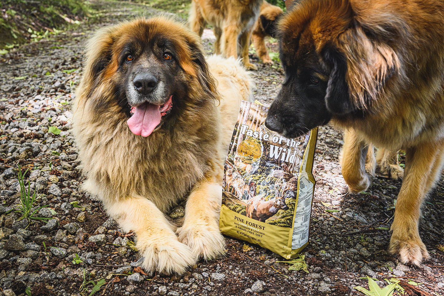 Pine Forest | Canine Formula | 2 kg