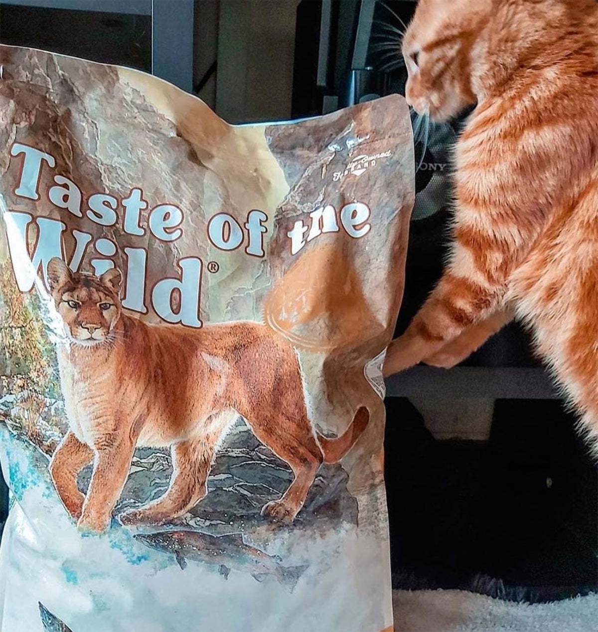 Canyon river feline formula Clearance